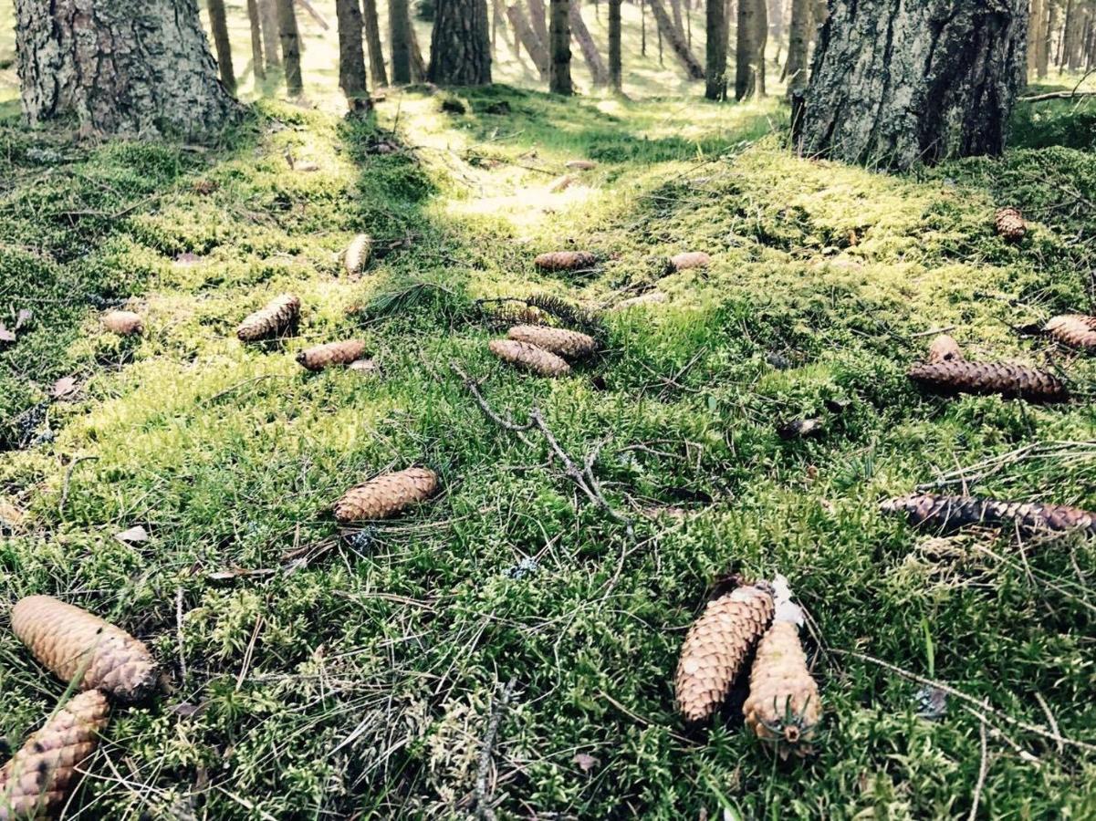Apartments Isle Of Pinecones Nida Exteriör bild